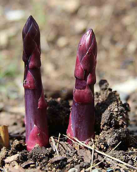 
For maximum sweetness and health benefits, eat asparagus, such as ‘Purple Passion’ pictured here, within one day of harvest.

